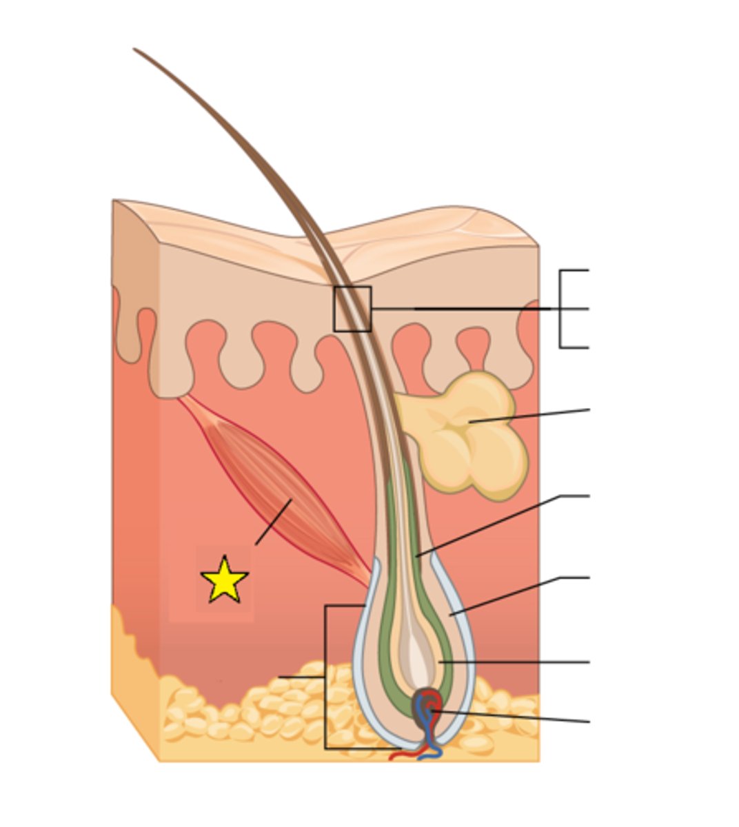<p>Attaches to the base of a hair follicle at one end and to dermal tissue on the other end. In order to generate heat when the body is cold, they all contract all at once, causing the hair to "stand up straight" on the skin.</p>
