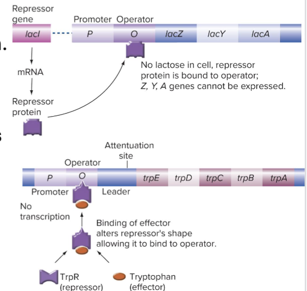 <ul><li><p>Transcription is normally on and needs to be turned off</p><ul><li><p>Typically anabolic pathways </p></li></ul></li></ul><p></p>