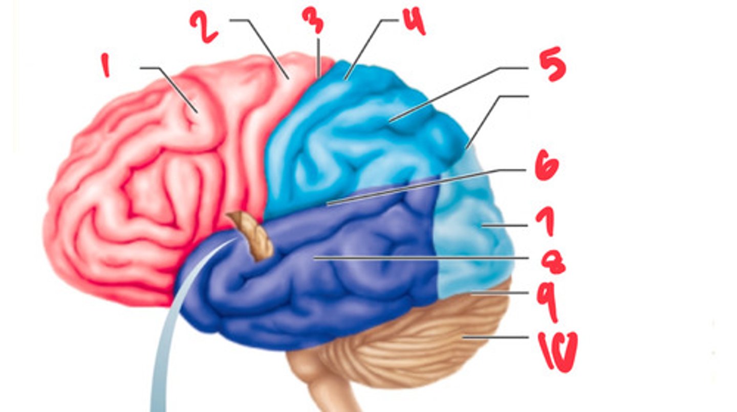 <p>what structure is labeled by #5?</p>
