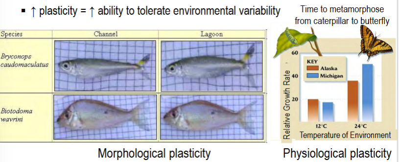 <p>the range of phenotypes that can be displayed by a genotype in response to environmental variation</p><p>i.e. flexibility in response to environmental change</p><p>varies between individuals, populations, and species</p><p>direct correlation with ability to tolerate environmental variability</p><p>e.g. ability to change body shape based on living conditions when young, time to metamorphose</p>
