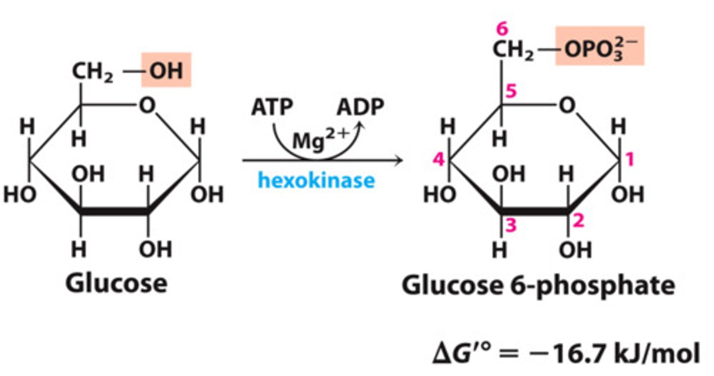 <p>Substrate → Product: Glucose → Glucose-6-phosphate</p><p>Enzyme: Hexokinase</p><p>Energy intermediates: ATP → ADP +iP (ATP consumed)</p><p>Other molecules: none</p>