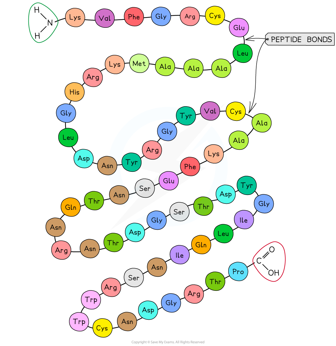 <ul><li><p>The specific sequence of amino acids in a polypeptide chain.</p></li><li><p>Joined by peptide bonds formed in condensation reactions.</p></li><li><p>Peptide bonds form between the carboxyl group of one amino acid and the amine group of the next</p></li><li><p>Determines the protein’s ultimate shape and function as the primary structure will determine the position of the bonds that hold the tertiary structure together.</p></li></ul><p></p>