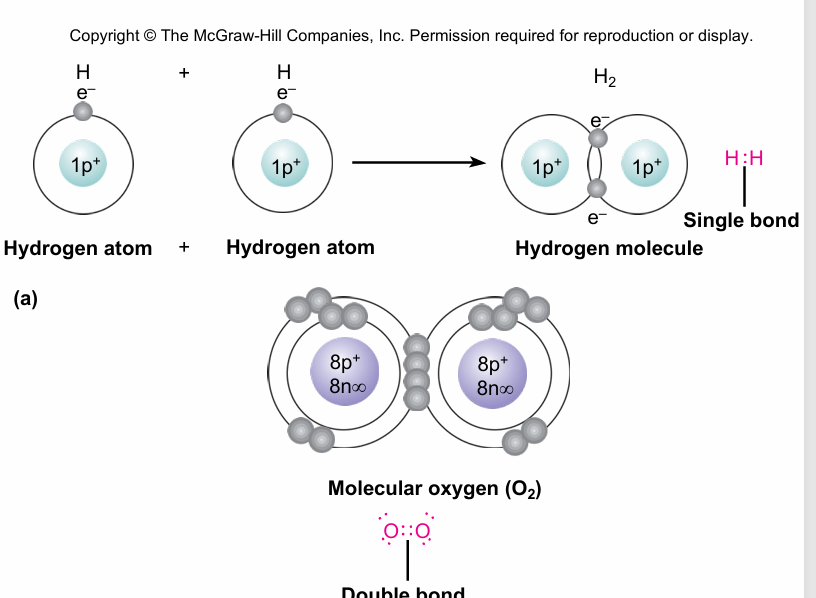 <ul><li><p><strong>Strongest covalent bonds in solution</strong></p></li></ul><p>• The most common bonds in living cells</p><p>• Form between<strong><u> C, H, O, N, P, S</u></strong></p>