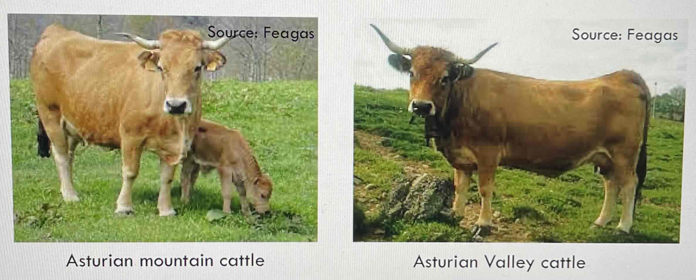 <p>Variants inside a breed due to geographical variations</p>