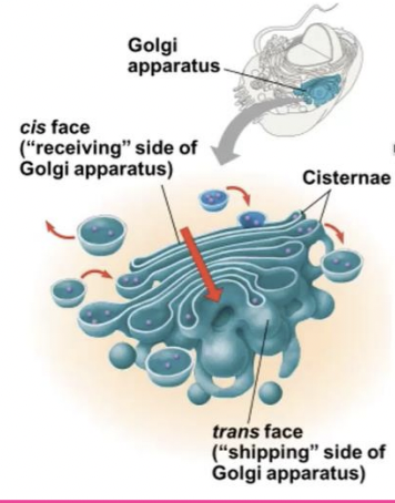 <p>consists of flattened membranous sacs called cisternae ; functions include Modifies products of the ER ➢ Manufactures certain macromolecules ➢ Sorts and packages materials into transport vesicles</p>