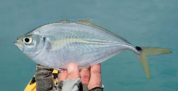 <p>Tear-drop shaped body</p><p>silver color with yellow dorsalish color and caudal and anal fins</p><p>Black saddle at base of tail</p><p>Tiny black area at edge of opercle</p>