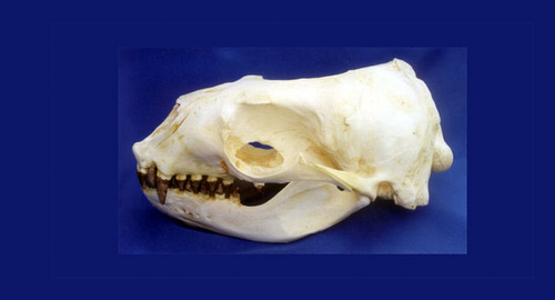 What animal does this skull belong to?