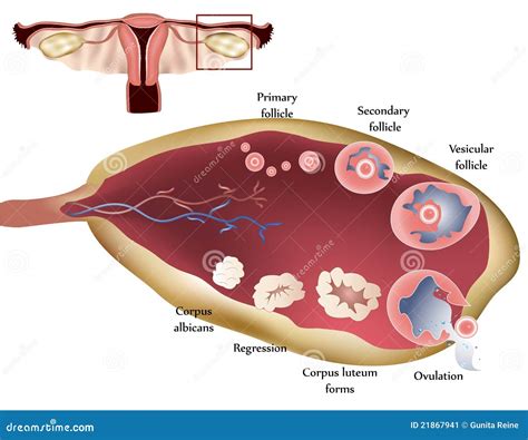 <p>ovary</p>