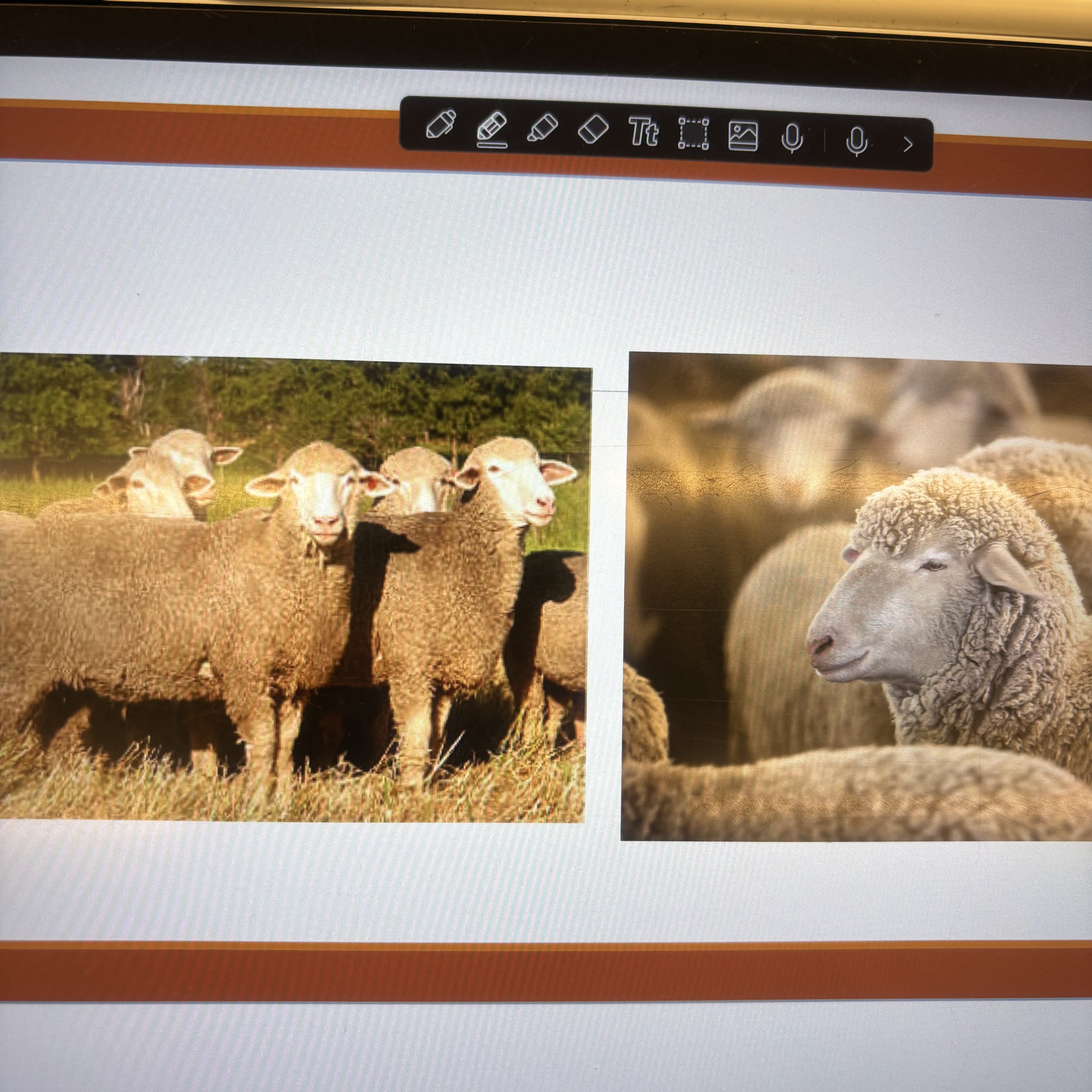 <p>What breed</p>