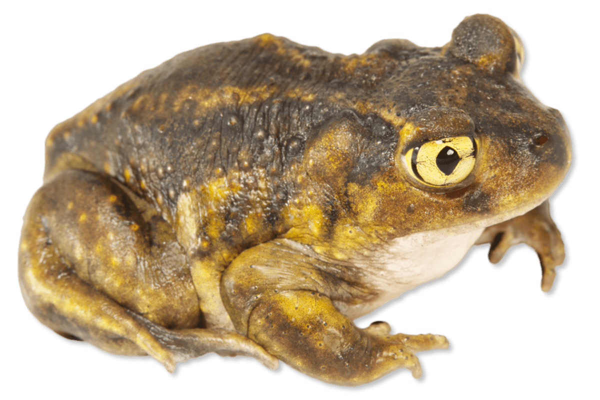 <p>Eastern Spadefoot</p>