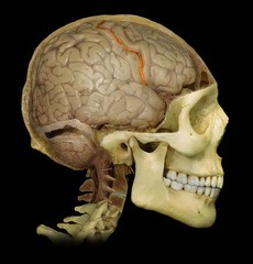 Separates frontal lobe from parietal lobe