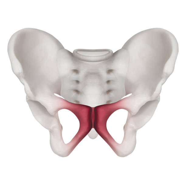 <p>What are these bones called?</p>