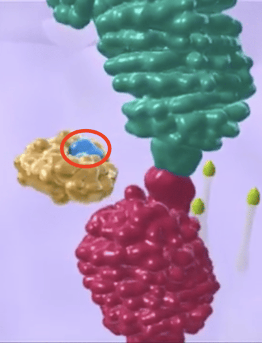 <p><strong>Antivirals that Inhibit Viral Enzymes</strong></p><p></p><p>- Competitive inhibitor to protease's substrate</p><p>- Inhibits protease from "cleaving" proteins needed to produce fully-mature virions</p><p>- Protease inhibitor used to treat <em>HIV</em></p>