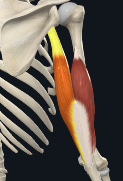 <p>Triceps brachii - Long head</p>