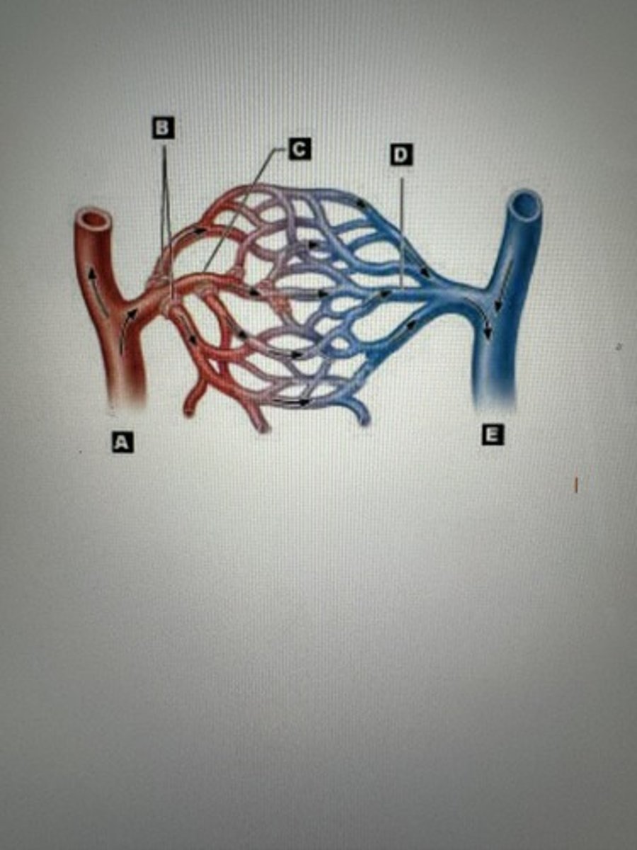 <p>B</p>