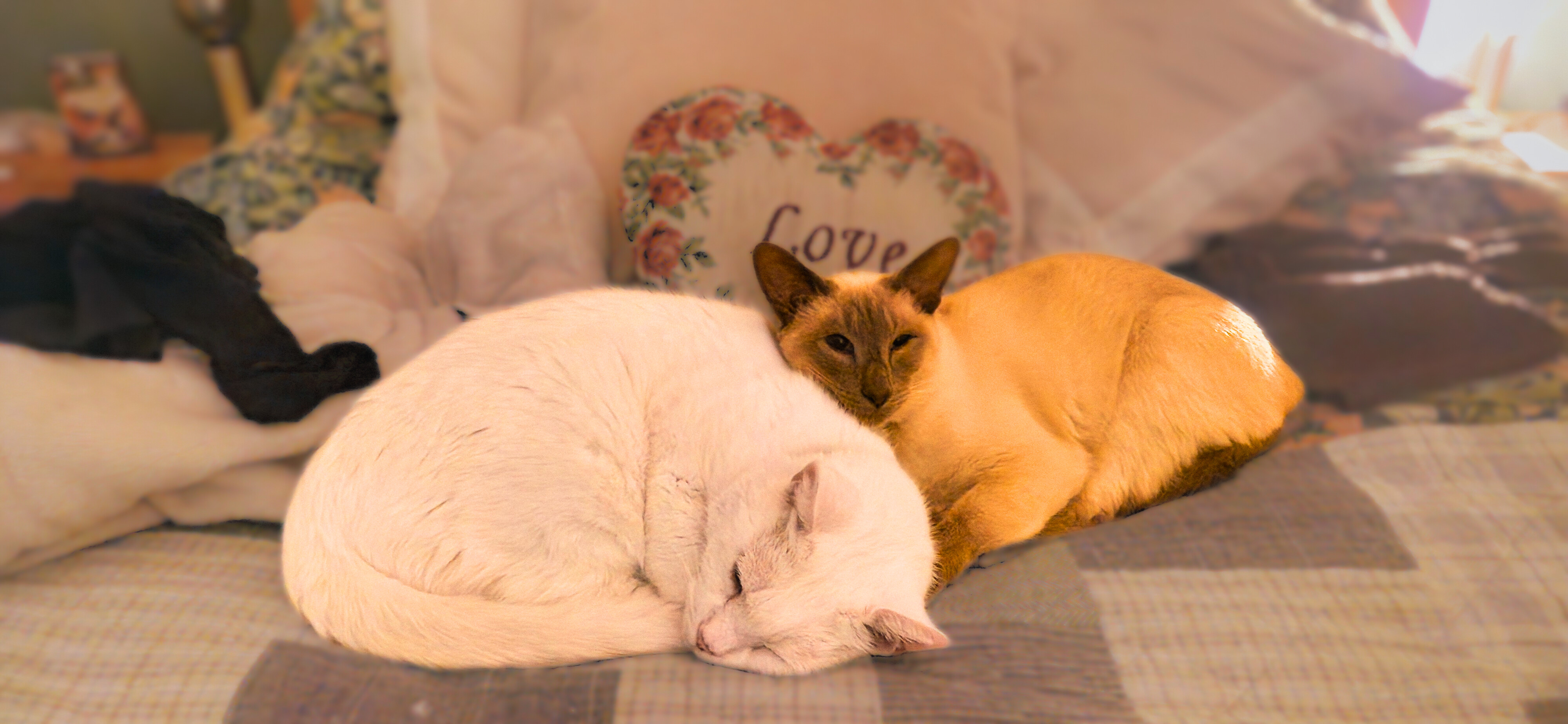 <p><strong><em>R v Allen (1988)</em></strong></p>