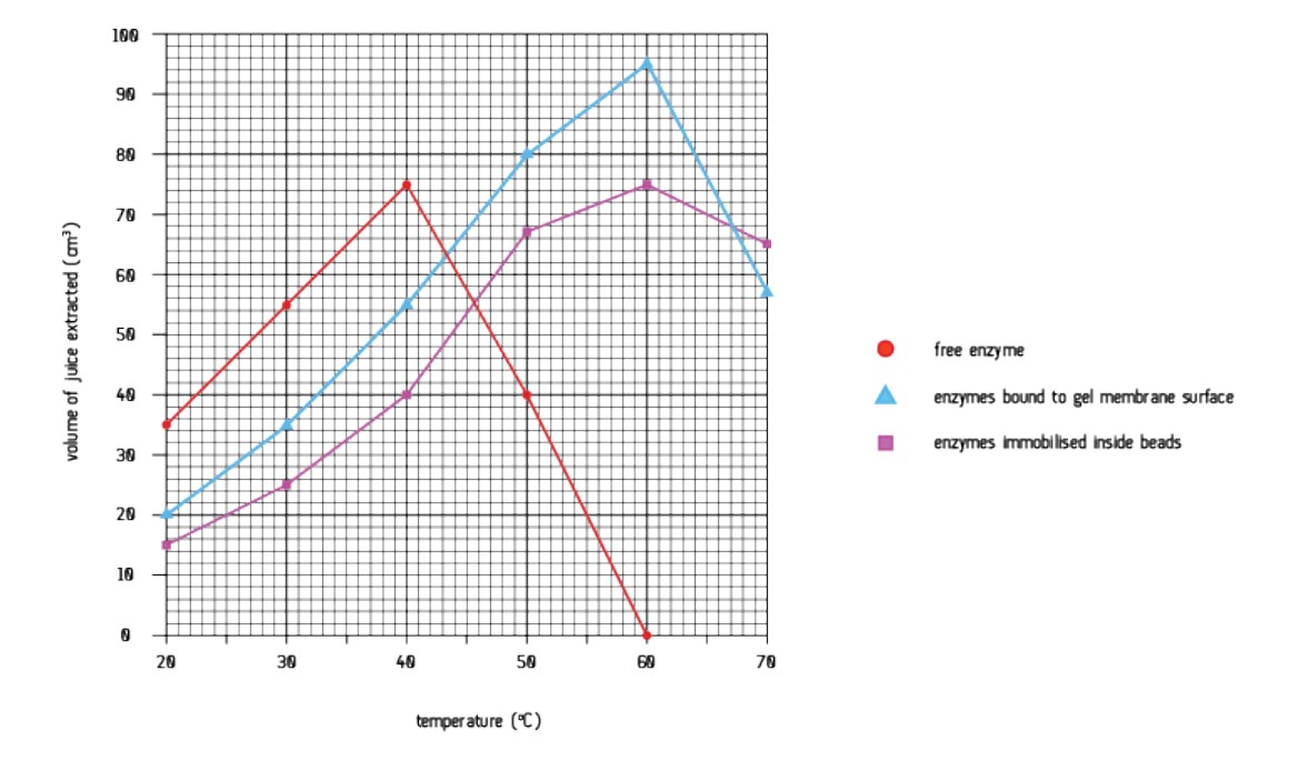 <p><strong><span style="color: red">Free enzyme -</span></strong> Between 20 – 40 o C the free enzyme has the greatest activity. Both enzyme and substrate are free to move and are therefore more likely to collide. As the temperature increases the kinetic energy of the molecules increases, allowing more successful collisions between enzyme and substrate and the product is produced quickly. Between 40 – 60 o C the volume of fruit juice decreases sharply as increased vibrations break hydrogen bonds in the active site, this changes the shape of the active site and the enzymes become denatured. </p><p><strong><span style="color: purple">Enzyme immobilised in alginate beads – </span></strong>Enzyme activity continues to increase beyond the natural optimum (up to 60 o C). The alginate gel fills and supports the enzyme’s active site, maintaining the shape of the active site, allowing enzyme-substrate complexes to continue to form. </p><p><strong><span style="color: blue">Enzymes bound to a membrane – </span></strong>Membrane bound enzymes are in direct contact with the substrate and therefore the product is formed faster than with enzymes immobilised in alginate.</p>