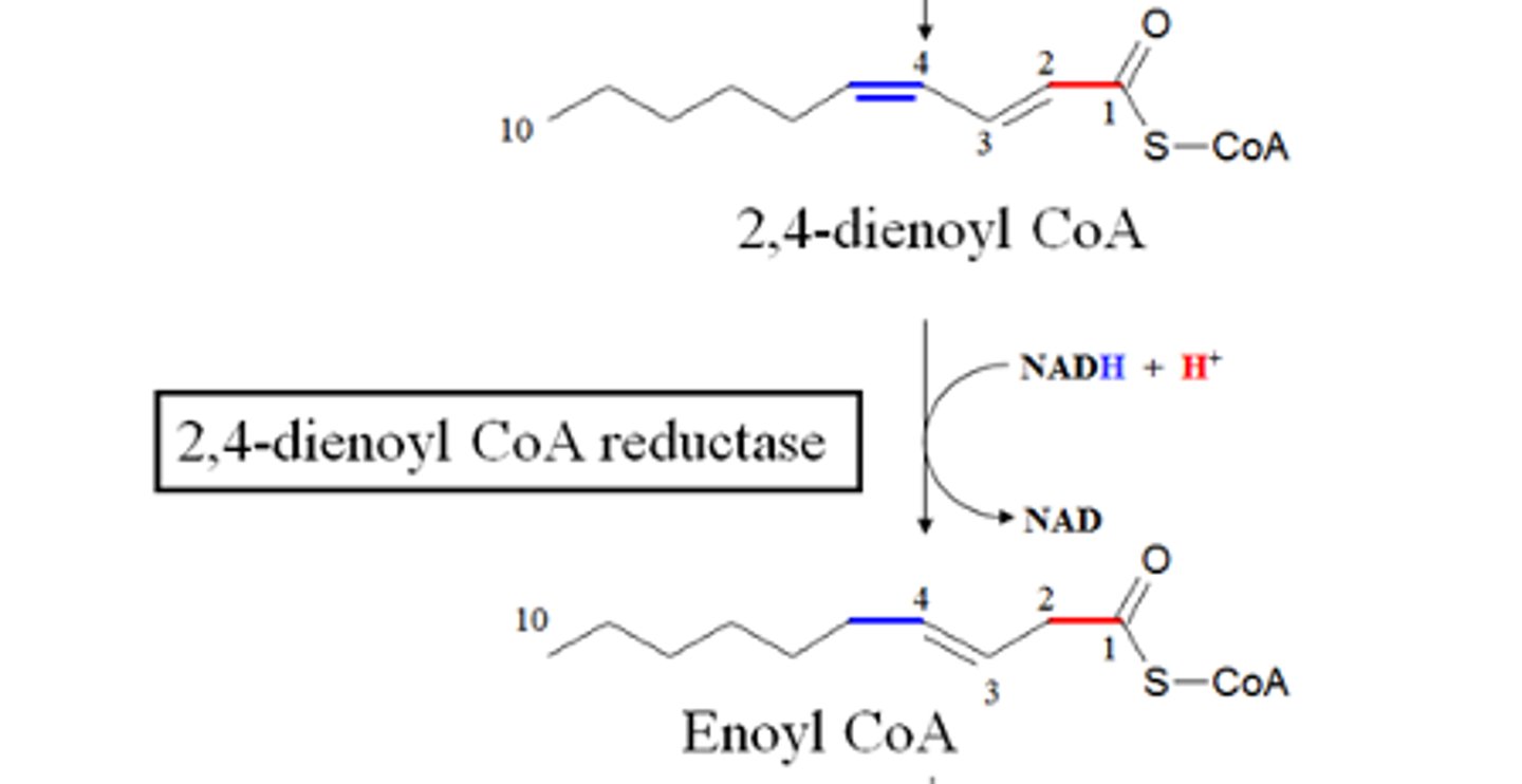 <p>What does 2,4-dienoyl CoA reductase do?</p>