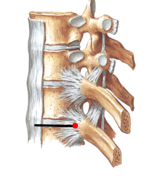 <p>head of a rib to pair of costal demifacets</p>