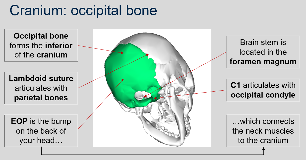 <p>The EOP (External Occipital Protuberance) is the bump on the back of your head and it connects the neck muscles to the cranium.</p>