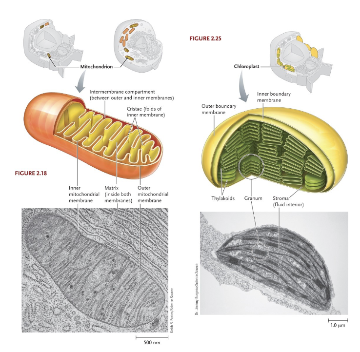 <p>Neither of these is found in prokaryote cells, although there are prokaryotes that engage in oxidative phosphorylation and photosynthesis</p><p>Both greatly increase surface area available for these processes when compared to prokaryotes</p><ul><li><p>Folded up areas in a small volume</p></li></ul><p>Mitochondria: Site of oxidative phosphorylation in eukaryote cells</p><p>Chloroplasts: Site of photosynthesis in eukaryote cells</p>