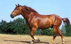 What horse breed?