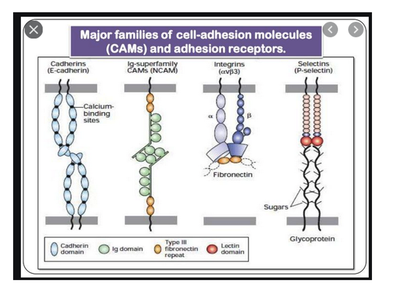 <p><span>This image illustrates the four major families of cell-adhesion molecules (CAMs) and adhesion receptors that mediate cell-to-cell and cell-to-extracellular matrix interactions. These include </span><strong>Cadherins</strong><span> (calcium-dependent, often involved in homophilic binding), </span><strong>Ig-superfamily CAMs</strong><span> like NCAM (typically homophilic and calcium-independent), </span><strong>Integrins</strong><span>(heterodimeric receptors that bind to extracellular matrix components like fibronectin), and </span><strong>Selectins</strong><span> (which bind to carbohydrate moieties on glycoproteins, involved in transient cell-cell adhesion). Together, these CAMs are crucial for tissue formation, cell migration, immune responses, and maintaining tissue integrity.</span></p>