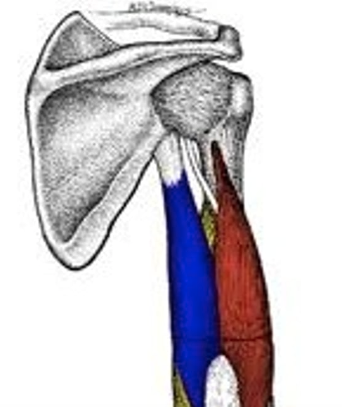 <p>origin: ridge proximal to the lateral epicondyle of humerus<br>insertion: styloid process of radius<br>action: flexion of elbow</p>