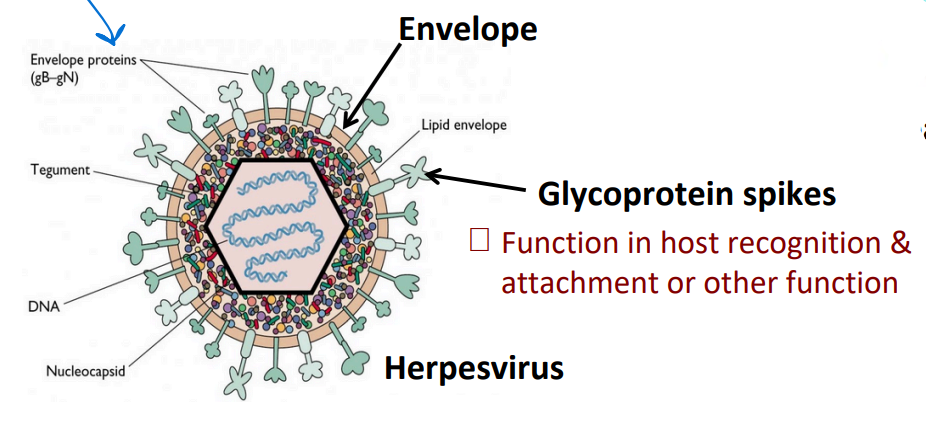 <p>an <strong><u>envelope</u></strong> surrounds the capsid; <strong><u>derived from the host membrane</u></strong></p><ul><li><p> <strong><u>“Naked” viruses</u></strong> <strong><u>LACK envelopes</u></strong></p></li></ul><p></p>