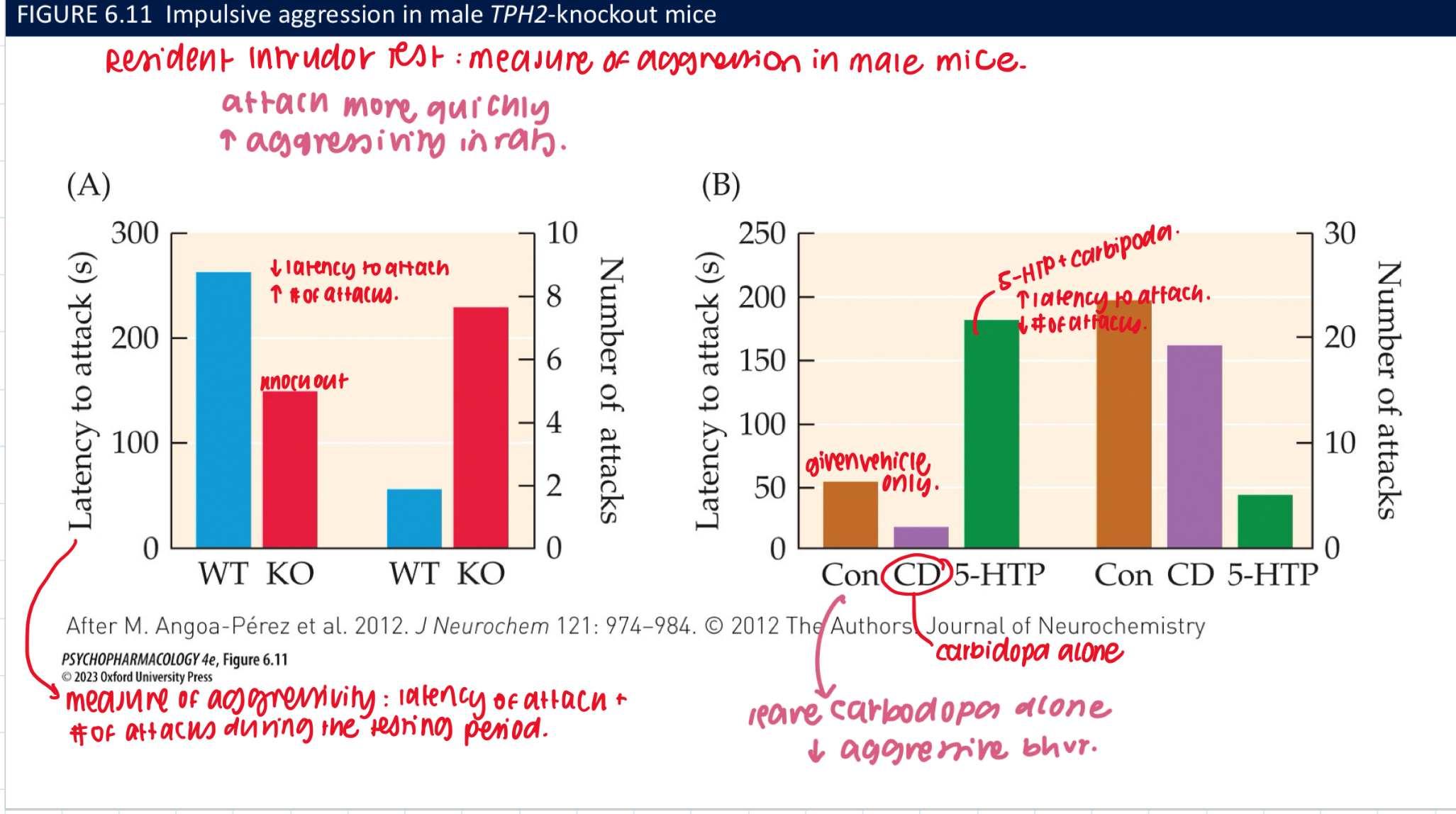 <ul><li><p>TPH-2 KO mice have complete loss of 5-HT in the brain → preservation of lvls in bloodstream&nbsp;</p><ul><li><p>helps regulate the development of its own fibre system&nbsp;</p></li><li><p>↓ 5-HT = large ↑ in aggressive bhvr&nbsp;</p></li></ul></li></ul><p></p>