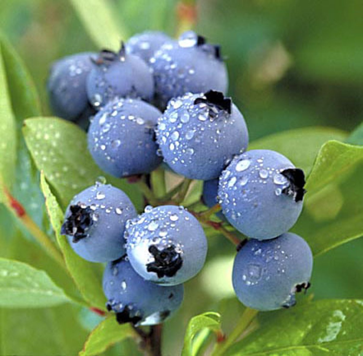 <p>blueberry</p>