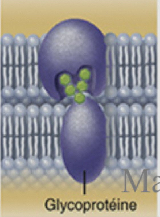 <p>quelle type de protein</p>