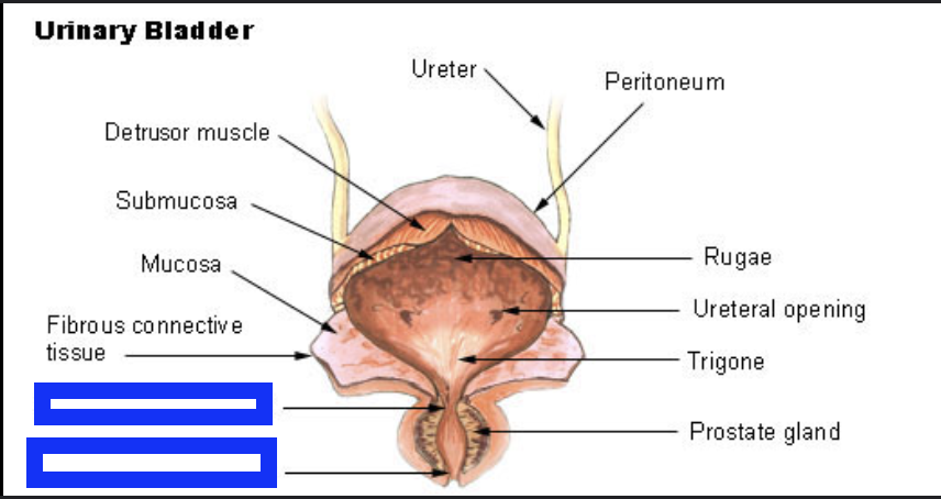 <p>external is distal</p>