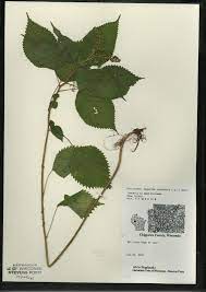 <p>Laportea canadensis</p>