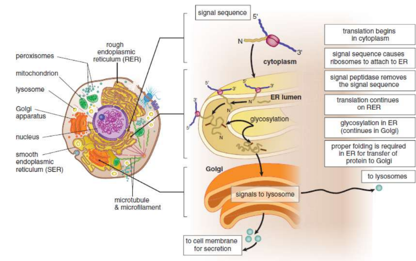 <p>designate a particular destination for the protein</p><p>secretion: ribosome → endoplasmic reticulum (ER) →  translated directly into the lumen of the rough ER → Golgi apparatus → vesicle → exocytosis</p><p>other pathways: nucleus, lysosomes, cell membrane</p>