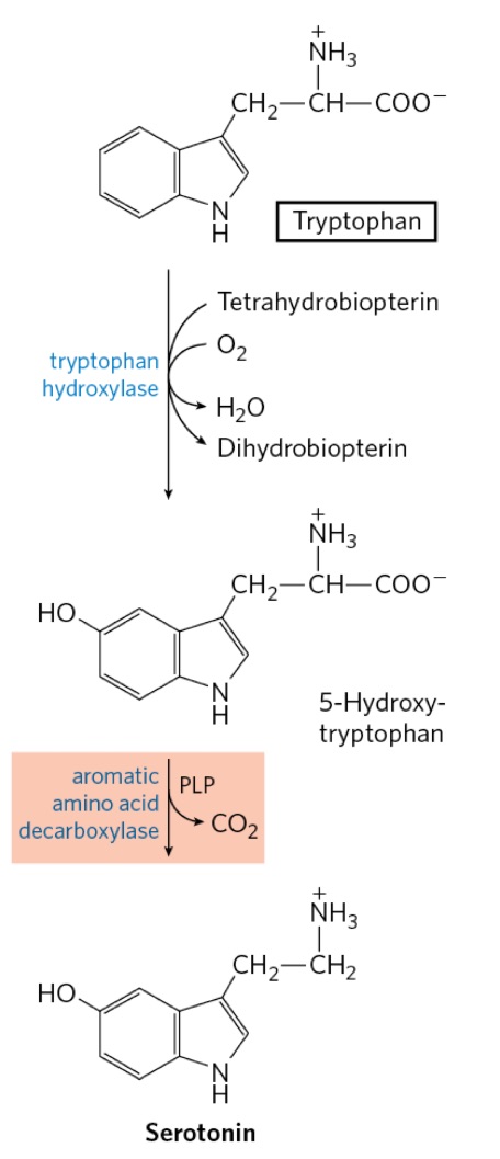 <p>Draw Trp to Serotonin!</p>