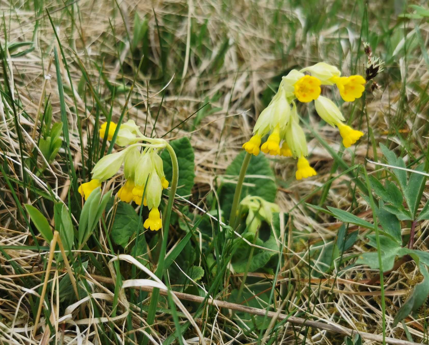 <p>Hör till släktet Primula. Olika varianter av Primula är vanliga i trådgårdar. </p>