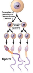 <ul><li><p>This is the process of producing male gametes (sperm) in the testes</p></li><li><p>Its starts off with diploid cell, which is called spermatogonia, and it reproduces by mitosis at the start of puberty</p></li><li><p>After undergoing mitosis, the cells go through meiosis to form 4 haploid cells (23 of 46 chromosomes)</p></li><li><p>The head of the sperm, carries the DNA, the mitochondria is in the midsection, and the flagella (tail) is for locomotion.</p></li></ul><p></p>