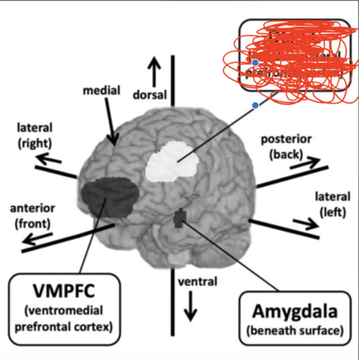 <p>- one of the functional parts of the prefrontal cortex (scribbled out area)</p>