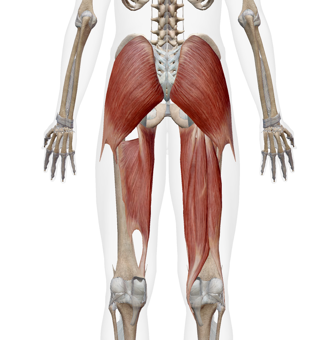 <ul><li><p>gluteus maximus</p></li><li><p>biceps femoris (LH)</p></li><li><p>semitendinosus</p></li><li><p>semimembranosus</p></li><li><p>adductor magnus (posterior head)</p></li></ul><p></p>