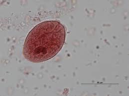 Name the specimen