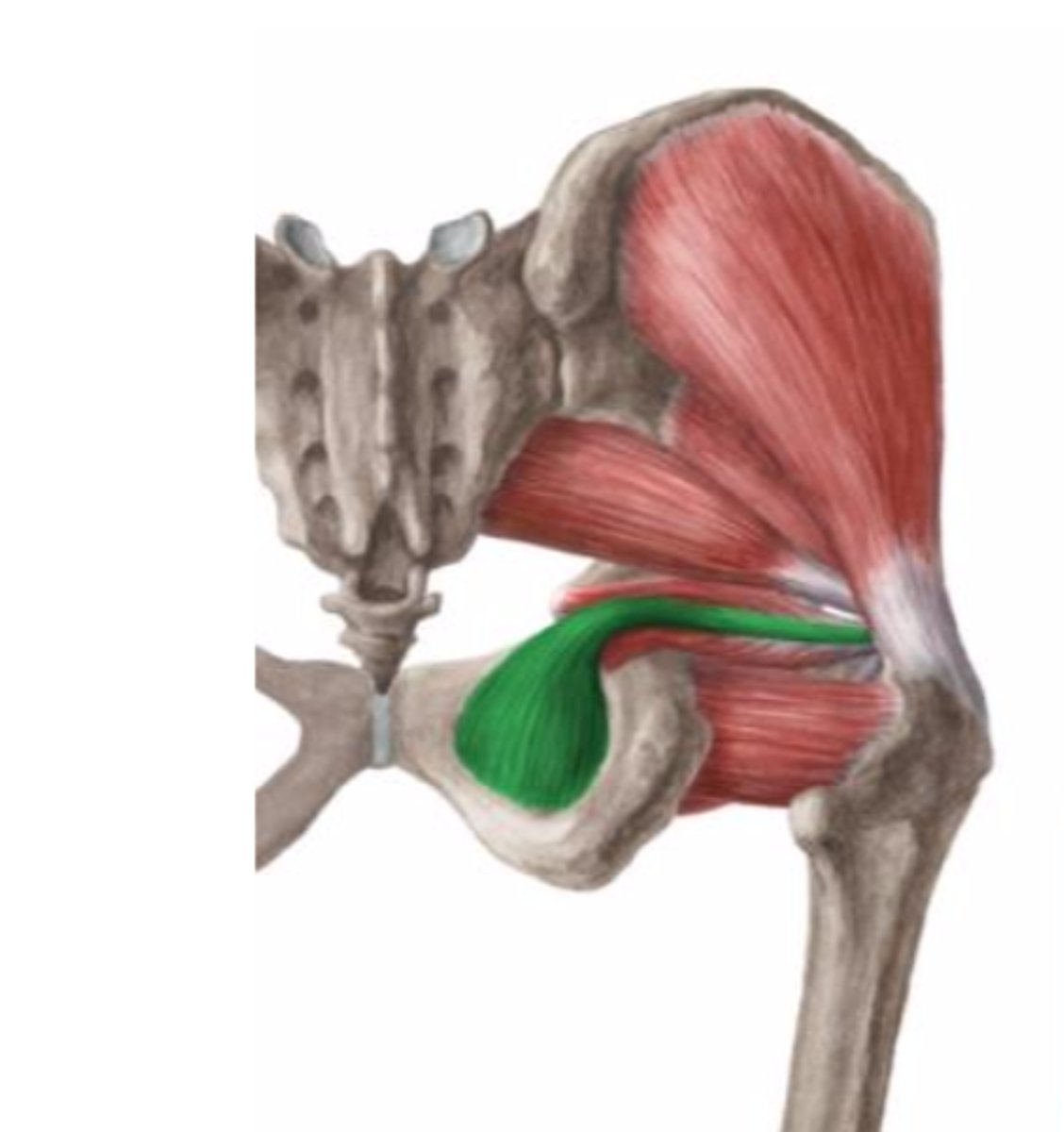<p>O: in kleine bekken, aan diepe zijde</p><p>van de membrana obturatoria en bekkenkader errond</p><p>I: fossa trochanterica</p><p>V: maakt hoek van 90°komt dóór foramen ischiadicum minus naar bilregio</p><p>W: - exorotatie- stabilisatie heup</p><p>Inn: L5-S1 (verlaat het kleine bekken langs het foramen ischiadicum majus om terug naar binnen te lopen via het formaen ischiadicum minus om daar deze spier te innerveren)</p>