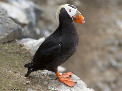 <p>Family: Alcidae</p>