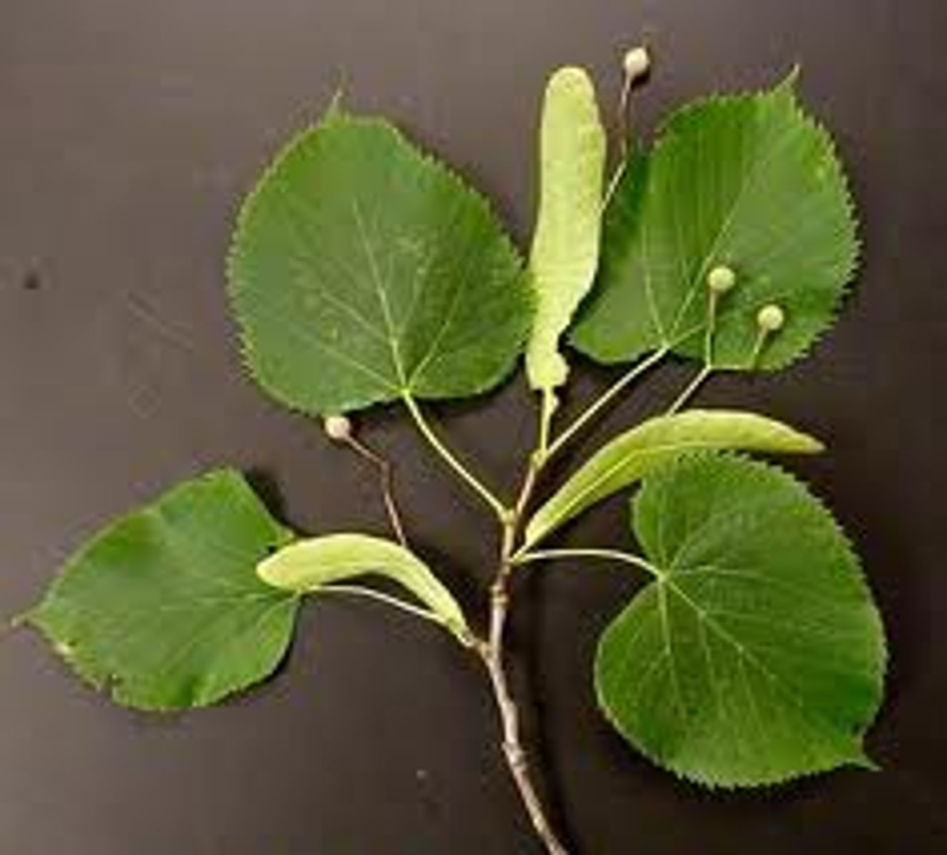 <p>Tilia americana</p>