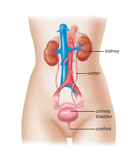 The human urinary system.