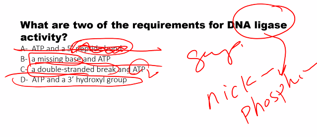 <p>D) </p>
