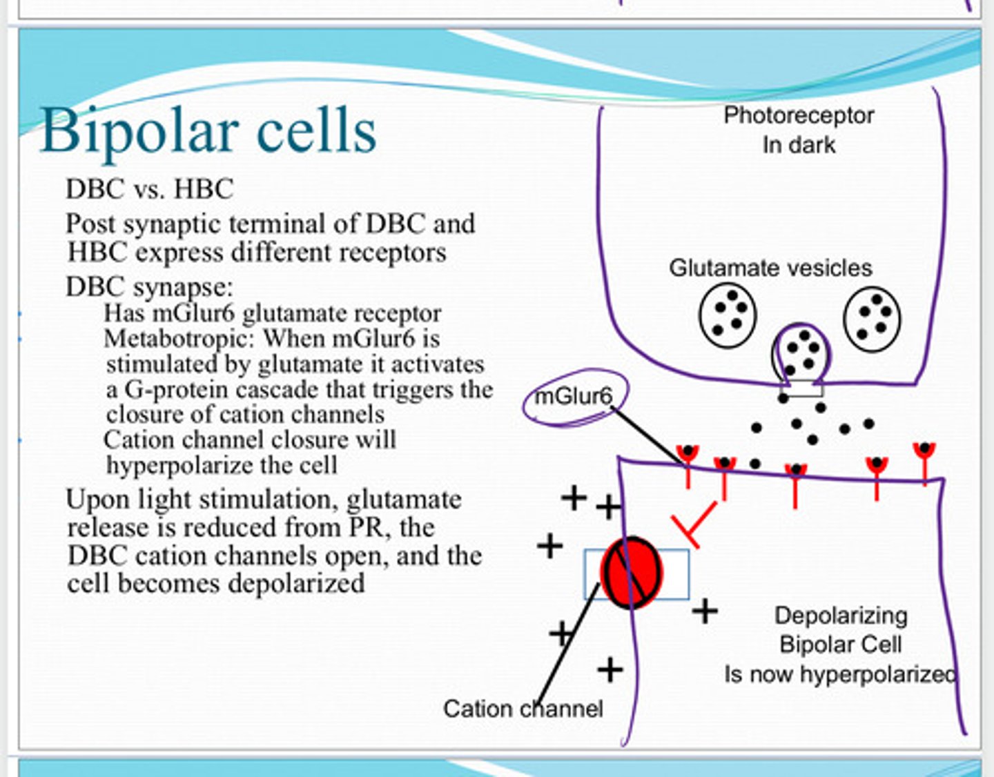 <p>mGluR6 glutamate receptors are (metabotropic/ionotrophic)</p>