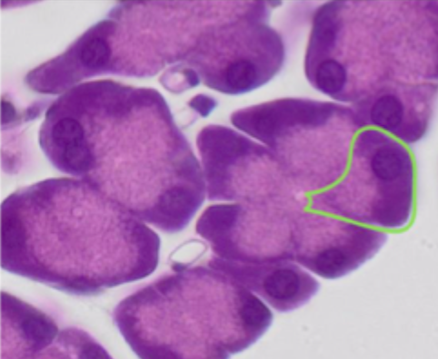 <ul><li><p>Cytoplasma farves <strong>basofilt</strong></p></li><li><p>Skyldes <strong>veludviklet Golgi-apparat</strong> (og rER)</p></li></ul><p></p>