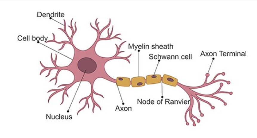 <p>The nerve cell</p>