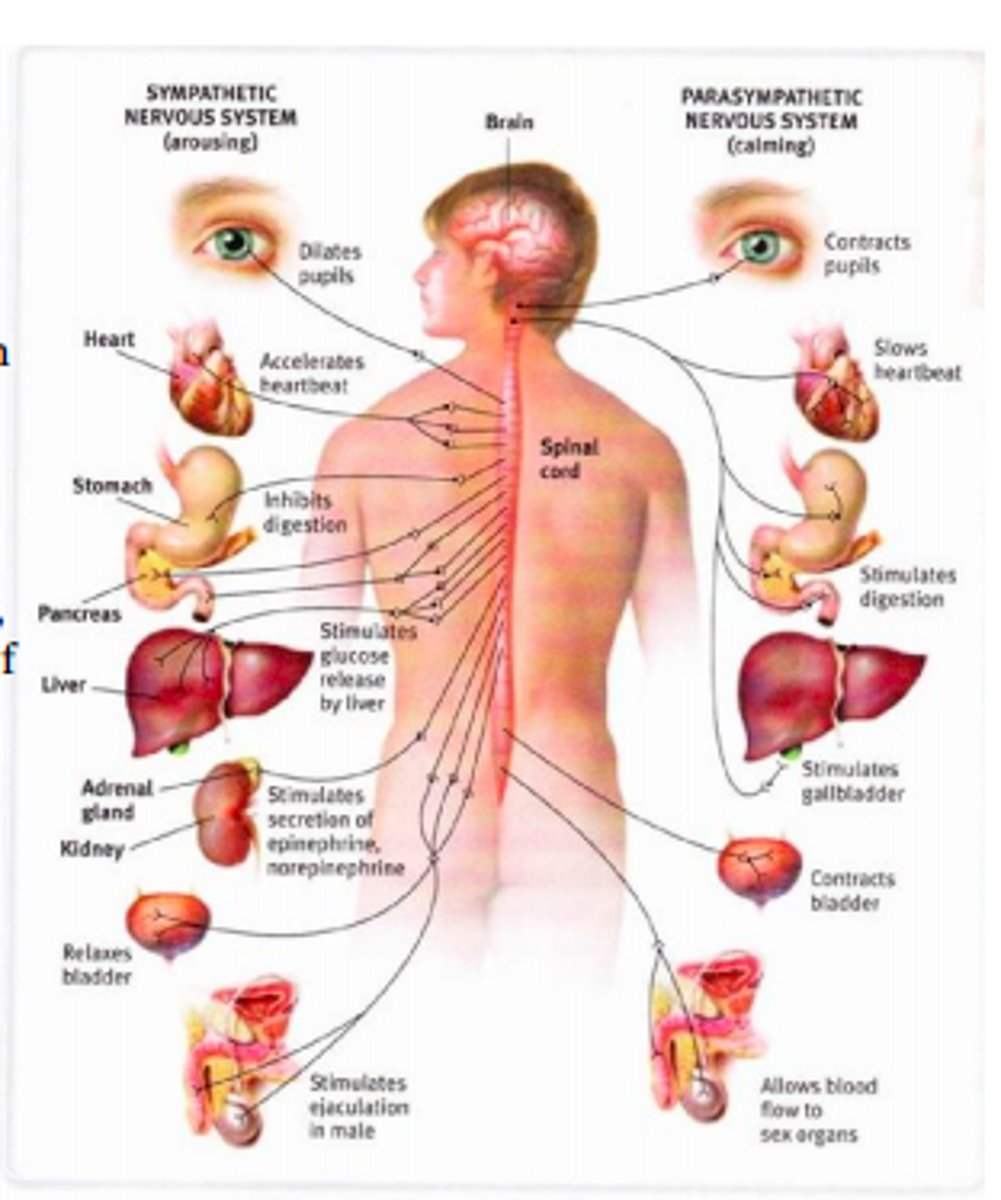 <p>sympathetic activation of the adrenal medulla has released epinephrine and norepinephrine into the bloodstream; the effects take a while to wear off</p>
